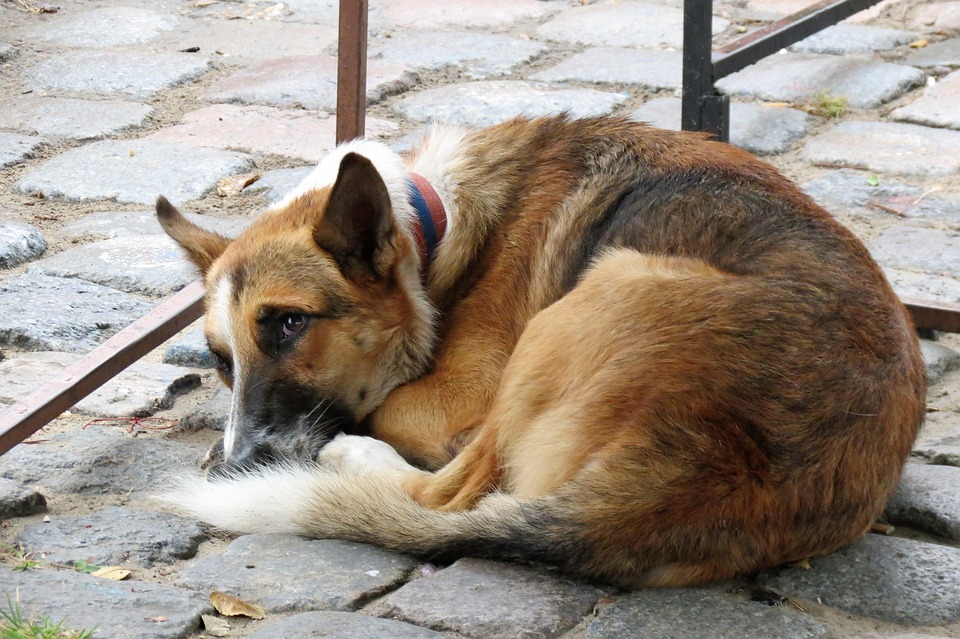 Ruff Times – Dogs of Delhi NCR need some warmth (in more ways than one!)